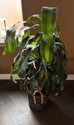 Plant met bloempot, Ophalen, Halfschaduw, Minder dan 100 cm