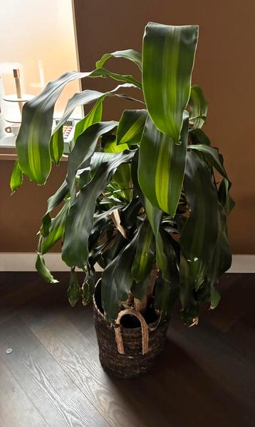 Plant met bloempot beschikbaar voor biedingen