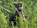 Pup Morzsi, lief, grappig en heel vrolijk, Particulier, Rabiës (hondsdolheid), Reu, 8 tot 15 weken