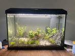 Juwel 70 liter aquarium, Ophalen, Zo goed als nieuw, Gevuld zoetwateraquarium