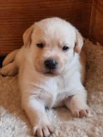Heel mooie blonde labrador pups op zoek naar een lieve baas., Rabiës (hondsdolheid), 8 tot 15 weken, Labrador retriever, Meerdere