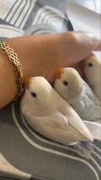 Agapornis jong (3) wit/blauw, Dieren en Toebehoren, Meerdere dieren, Papegaai, Tam