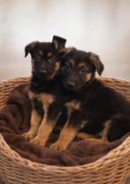 Super lieve duitse herder pup, 8 tot 15 weken, CDV (hondenziekte), Meerdere dieren, Eén hond