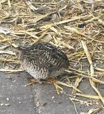 Chinese dwergkwartels hennetjes, Vrouwelijk