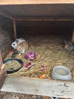 3 leuke kleine konijntjes, Dieren en Toebehoren, Konijnen, Vrouwelijk, Klein