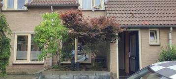 *Te koop* Japanse Acer/Esdoorn 14 á 15 jaar oud (In najaar) beschikbaar voor biedingen