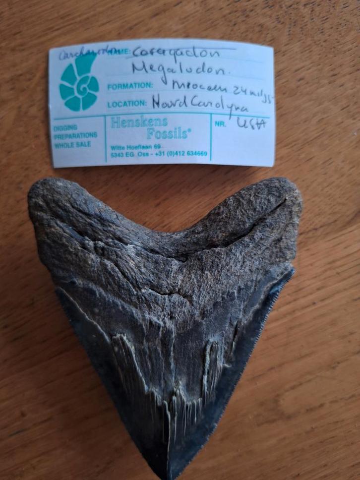 Megalodon Tand Fossiel - Noord Carolina, Verzamelen, Mineralen en Fossielen, Fossiel, Ophalen of Verzenden