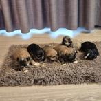Mooie boomer pups, Overige rassen, 8 tot 15 weken, Meerdere, Meerdere dieren