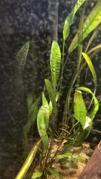 Cryptocoryne Usteriana plant, Dieren en Toebehoren, Ophalen, Plant(en), Steen of Hout