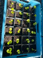 Haag vol bloemen maken,nu 25 stuks voor €20,- 🥰bijna gratis, Ophalen of Verzenden, Overige soorten, Minder dan 100 cm