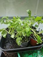 Salvia stekjes, Ophalen of Verzenden, Halfschaduw, Minder dan 100 cm