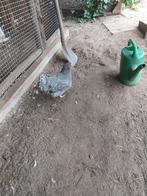 Gevraagd haan kriel noord hollandse blauwe, Dieren en Toebehoren, Pluimvee, Mannelijk, Kip