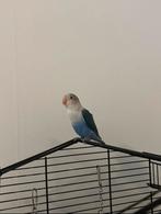 Twee lieve jonge agapornissen, Dieren en Toebehoren, Vogels | Parkieten en Papegaaien, Geslacht onbekend, Dwergpapegaai of Agapornis