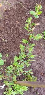 Te koop: 2 wilgen  1 x 1.5 m en 50 cm, Ophalen, Zomer, Overige soorten, Volle zon