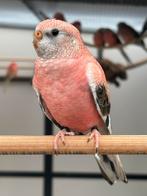 Opaline bourke popje 2025, Dieren en Toebehoren, Vrouwelijk, Parkiet, Geringd