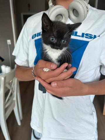 Kitten beschikbaar voor biedingen