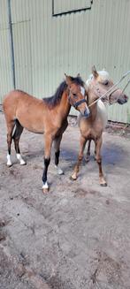 Tekoop mooie Welsh merrie veulens, Dieren en Toebehoren, Pony's, Merrie, Niet van toepassing, 0 tot 2 jaar, B pony (1.17m tot 1.27m)