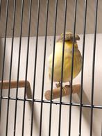 Kanarie Gloster man, Dieren en Toebehoren, Vogels | Kanaries, Mannelijk