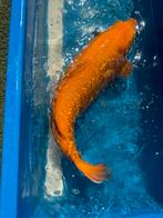 Div koi’s te koop wegens beëindiging hobby., Dieren en Toebehoren, Vissen | Vijvervissen, Karper of Koi