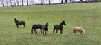 weidepension paarden frankrijk, Dieren en Toebehoren, Stalling en Weidegang, Weidegang, 4 paarden of pony's of meer