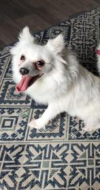 Pomerian hond 3 jaar oud teef, Dieren en Toebehoren, België, Particulier, Teef, Eén hond