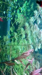 Aquarium planten, Dieren en Toebehoren, Ophalen, Plant(en), Steen of Hout