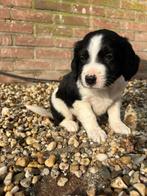 Friese Stabij pups, Overige rassen, 8 tot 15 weken, Meerdere, Meerdere dieren