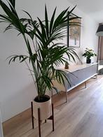 Kentia Howea Palm grote plant incl pot en teakhout standaard, Huis en Inrichting, Kamerplanten, Palm, 150 tot 200 cm, Halfschaduw