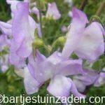 Zaden lathyrus Nimbus heerlijk geurend, Tuin en Terras, Bloembollen en Zaden, Zaad, Voorjaar, Volle zon, Verzenden