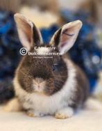 Duitse reuzen Rambo junior bloedlijn, Meerdere dieren, Groot, 0 tot 2 jaar