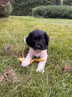 Friese Stabij x Heidewachtel puppy’s (Mogen deze week weg), Dieren en Toebehoren, Honden | Niet-rashonden, 8 tot 15 weken, Meerdere