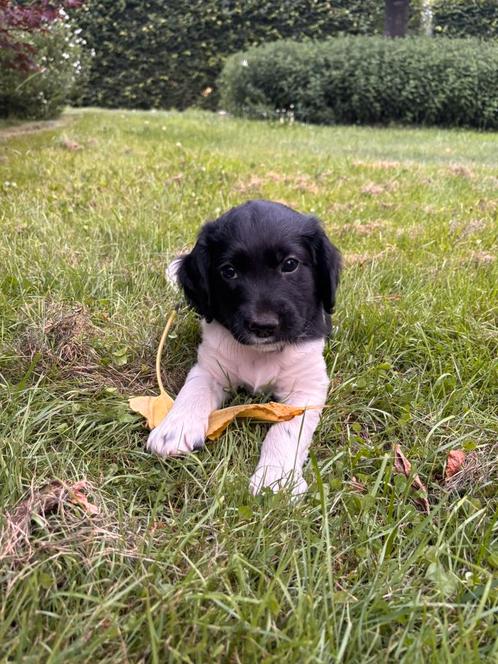 Friese Stabij x Heidewachtel puppy’s (Mogen deze week weg), Dieren en Toebehoren, Honden | Niet-rashonden, Middel, Meerdere dieren