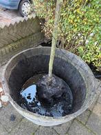 Houten wijnvat half / ton / plantenbak, Tuin en Terras, Ophalen, Overige materialen, Gebruikt, Balkon