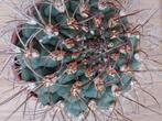 Bolcactus in schaal H: 21 cm., Huis en Inrichting, Kamerplanten, Cactus, Minder dan 100 cm, Halfschaduw, Ophalen