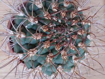 Bolcactus in schaal H: 21 cm. 