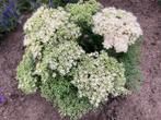 TUINPLANT Sedum iceberg grote plant 3 voor €10,00, Tuin en Terras, Planten | Tuinplanten, Ophalen, Overige soorten, Volle zon