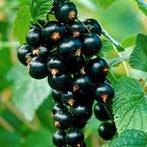 Bessenstruik Zwarte bes, Ophalen, Vaste plant, Halfschaduw, Fruitplanten