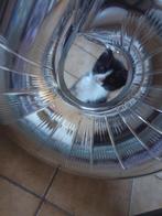 Gratis kittens, Dieren en Toebehoren, Katten en Kittens | Raskatten | Korthaar