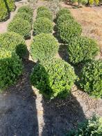 Ilex bollen 30/35cm, Ophalen of Verzenden, Hulst, Minder dan 100 cm