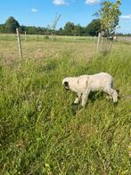 Walliser schwarznase ramlam., Dieren en Toebehoren, Mannelijk, Schaap, 0 tot 2 jaar