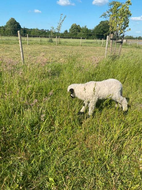 Walliser schwarznase ramlam., Dieren en Toebehoren, Schapen, Geiten en Varkens, Schaap, Mannelijk, 0 tot 2 jaar