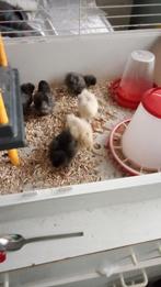 Iemand krielhennetjes Zijdehoentjes te koop? Omgeving Almelo, Dieren en Toebehoren, Pluimvee | Toebehoren, Ophalen of Verzenden
