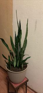 Plant, Ophalen, Halfschaduw, Minder dan 100 cm