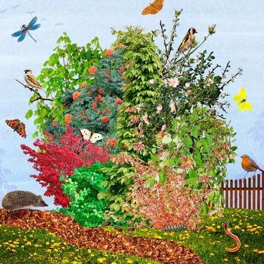 Tuiny forest, kersenboom, veldesdoorn en boswilg, Tuin en Terras, Planten | Bomen, Overige soorten, 250 tot 400 cm, Ophalen