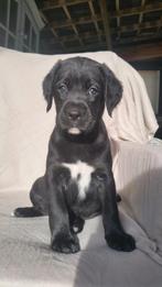 Mooie kruising Boxador, Dieren en Toebehoren, Honden | Niet-rashonden, Meerdere, Meerdere dieren, Middel, Nederland