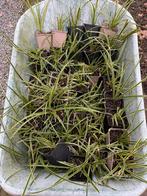 Stekjes grasplant zegge (Carex morrowii), Vaste plant, Siergrassen, Ophalen