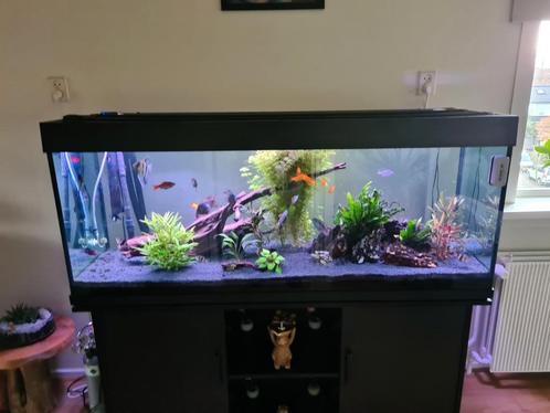 Trofis Colisa 150 cm met led. Compleet., Dieren en Toebehoren, Vissen | Aquaria en Toebehoren, Zo goed als nieuw, Gevuld zoetwateraquarium