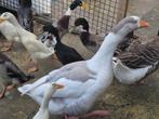 Boeren Bonte Gans | Passend advies, Dieren en Toebehoren, Pluimvee, Meerdere dieren, Gans of Zwaan