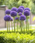 Allium Gladiator - Reuze sierui, Tuin en Terras, Bloembollen en Zaden, Voorjaar, Verzenden, Volle zon