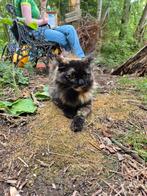 Moeder en dochter, Dieren en Toebehoren, Katten en Kittens | Overige Katten, Poes
